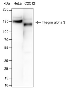 Integin alpha 3 Recombinant Mouse Monoclonal Antibody