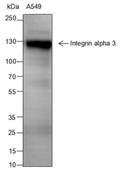 Integin alpha 3 Recombinant Mouse Monoclonal Antibody