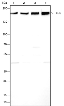 CLTL Recombinant Mouse Monoclonal Antibody