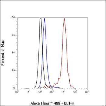 Laminin B1 Recombinant Rabbit Monoclonal Antibody