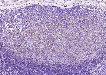 STING1 Recombinant Rabbit Monoclonal Antibody
