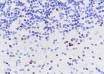 SOX10 Recombinant Rabbit Monoclonal Antibody