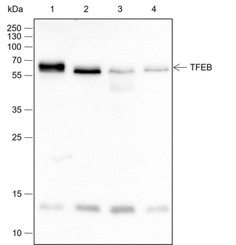 TFEB Recombinant Rabbit Monoclonal Antibody