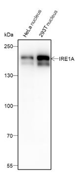 EHMT2 Recombinant Mouse Monoclonal Antibody