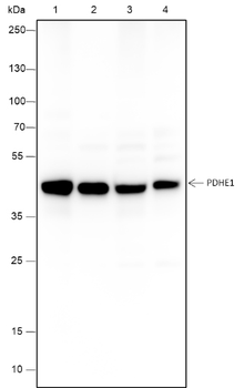 PDHE1 Recombinant Mouse Monoclonal Antibody