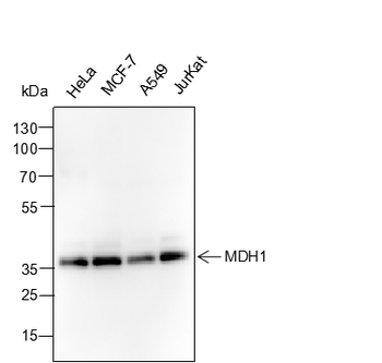 MDH1 Recombinant Mouse Monoclonal Antibody