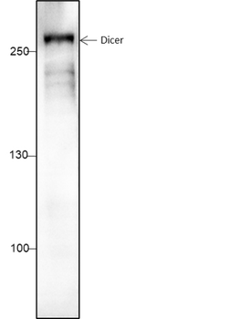Dicer Recombinant Mouse Monoclonal Antibody