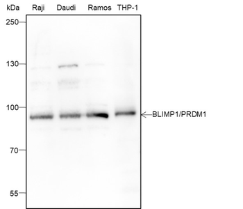 PRDM1 Recombinant Mouse Monoclonal Antibody