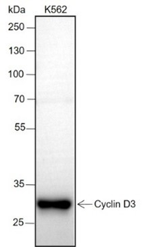Cyclin D3 Recombinant Rabbit Monoclonal Antibody