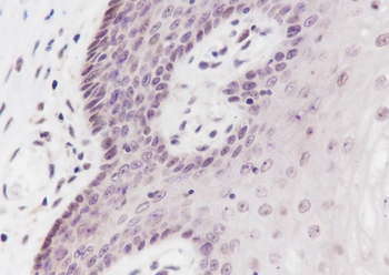 Cyclin D3 Recombinant Rabbit Monoclonal Antibody