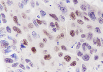 Cyclin D3 Recombinant Rabbit Monoclonal Antibody