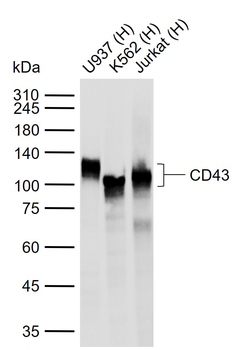 CD43 Recombinant Rabbit Monoclonal Antibody