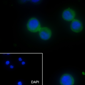 CD66a/c/e Recombinant Mouse Monoclonal Antibody