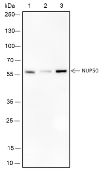 NUP50 Recombinant Mouse Monoclonal Antibody