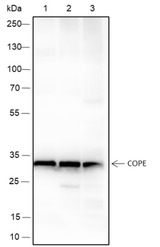 COPE Recombinant Mouse Monoclonal Antibody