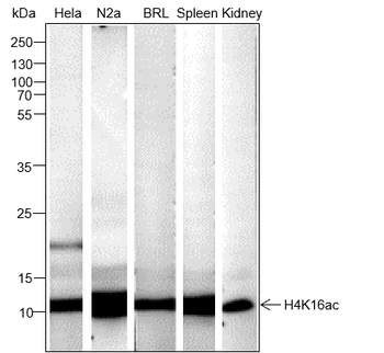 Acetyl-Histone H4 (Lys16) Recombinant Mouse Monoclonal Antibody