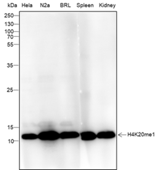 Mono-Methyl-Histone H4 (Lys20) Recombinant Mouse Monoclonal Antibody