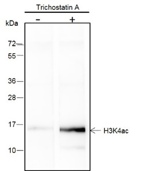 Acetyl-Histone H3 (Lys4) Recombinant Rabbit Monoclonal Antibody