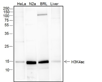Acetyl-Histone H3 (Lys4) Recombinant Rabbit Monoclonal Antibody
