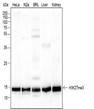 Tri-Methyl-Histone H3 (Lys27) Recombinant Mouse Monoclonal Antibody