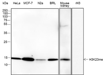Mono-Methyl-Histone H3 (Lys23) Recombinant Rabbit Monoclonal Antibody