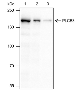 PLCB3 Recombinant Mouse Monoclonal Antibody