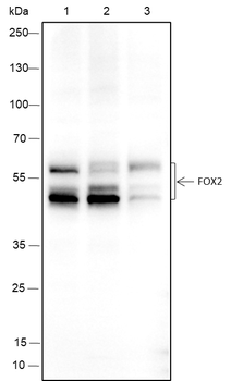 RBFOX2 Recombinant Mouse Monoclonal Antibody