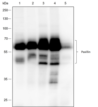 Paxillin Recombinant Rabbit Monoclonal Antibody