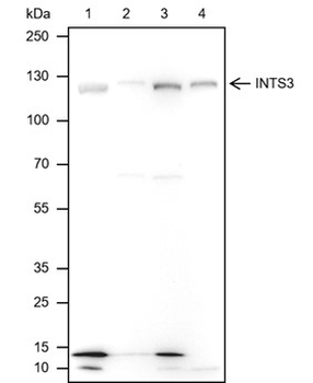 INTS3 Recombinant Mouse Monoclonal Antibody