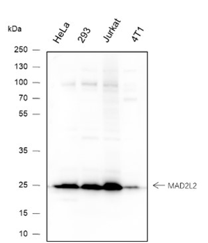 MAD2L2 Recombinant Mouse Monoclonal Antibody
