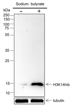 2-Hydroxyisobutyryl-Histone H3 (Lys14) Recombinant Rabbit Monoclonal Antibody