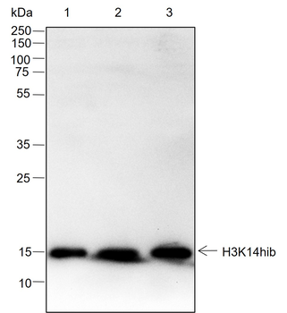 2-Hydroxyisobutyryl-Histone H3 (Lys14) Recombinant Rabbit Monoclonal Antibody