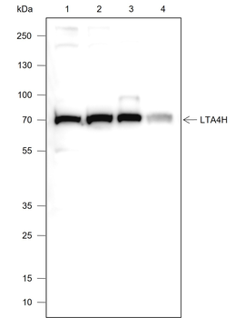 LTA4H Recombinant Rabbit Monoclonal Antibody