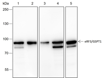 EGF3/GSPT1 Recombinant Rabbit Monoclonal Antibody