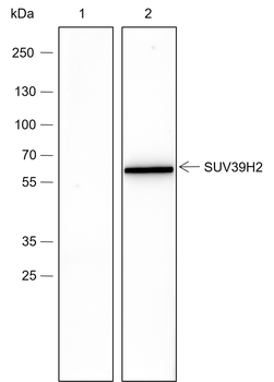 SUV39H2 Recombinant Rabbit Monoclonal Antibody