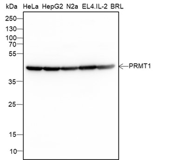 PRMT1 Recombinant Mouse Monoclonal Antibody