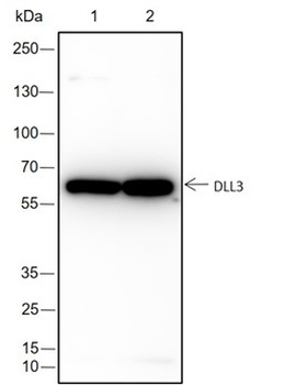 DLL3 Recombinant Rabbit Monoclonal Antibody