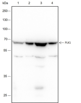 PLK1 Recombinant Rabbit Monoclonal Antibody