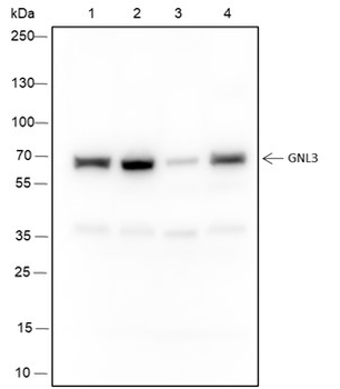 GNL3 Recombinant Mouse Monoclonal Antibody
