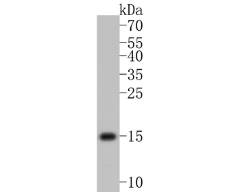 VAMP2 Recombinant Rabbit Monoclonal Antibody