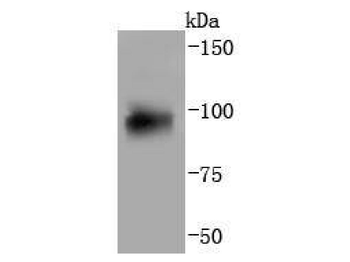 AHR Recombinant Rabbit Monoclonal Antibody