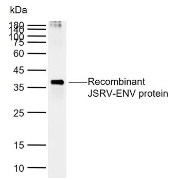 JSRV-ENV Mouse Monoclonal Antibody