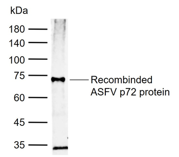 ASFV p72 Rabbit Polyclonal Antibody