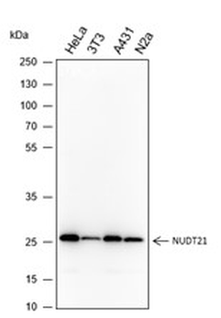 NUDT21 Recombinant Mouse Monoclonal Antibody