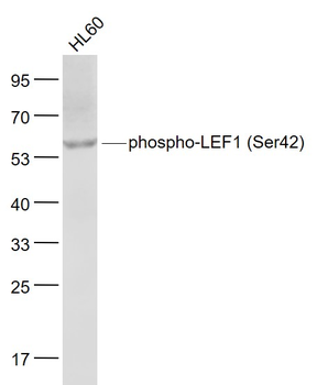Phospho-LEF1 (Ser42) Rabbit Polyclonal Antibody
