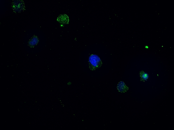 CD68 Recombinant Rabbit Monoclonal Antibody