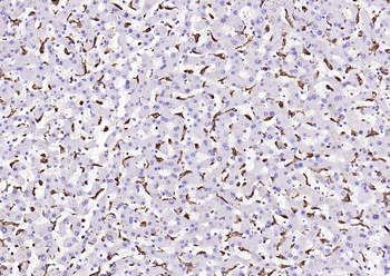 CD68 Recombinant Rabbit Monoclonal Antibody