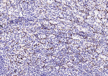 CD68 Mouse Monoclonal Antibody