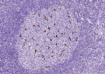 CD68 Mouse Monoclonal Antibody