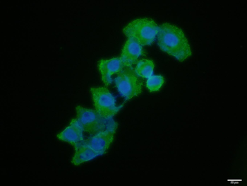 Human CD44 Mouse Monoclonal Antibody